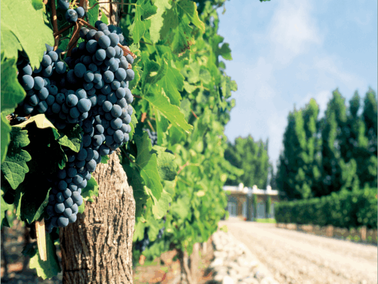 PACOTE MENDOZA – VINHOS E MAIS